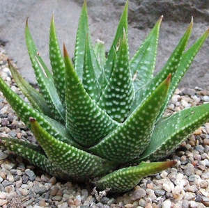 Succular: Haworthia Tulista Kingiana | Haworthia Zenigata