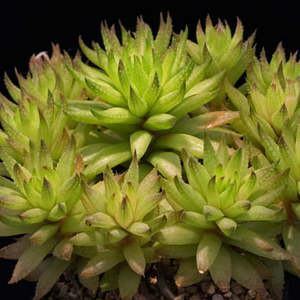 Succular: Haworthia Reticulata