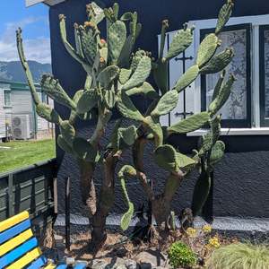 Succular: Opuntia Ficus-indica | Tree Cactus, Indian Fig