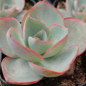 Succular: Echeveria White Rose