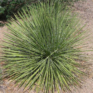 Succular: Agave Geminiflora | Twin-flowered Agave