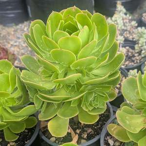 Aeonium Subplanum