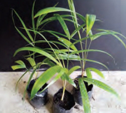 Outdoor Palms: Dypsis baronii | Sugar Cane Palm