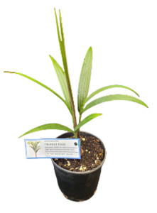 Rare Palms: Triangle Palm