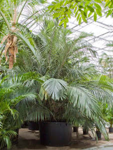 Rare Palms: Arenga engleri | Formosa Palm 5.5ltr