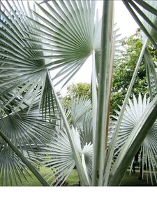 SEED - Silver Bismarck Palm, 3 germinated seeds