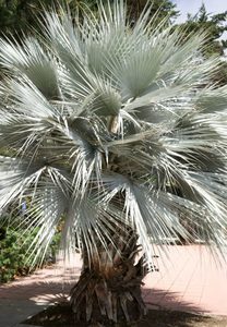 Rare Palms: SEED - Blue Hesper Palm, 5 seeds