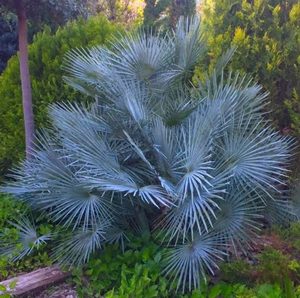 Rare Palms: SEED - Blue Mediterranean Fan Palm, 10 seeds