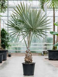 Rare Palms: Silver Bismarck Palm