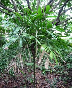 Indoor Greenhouse Palms: Linospadix monostachyos| Walking Stick Palm