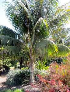 Indoor Greenhouse Palms: Howea forsteriana | Kentia Palm 2ltr