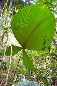 Indoor Greenhouse Palms: Licuala orbicularis 'Split Form'