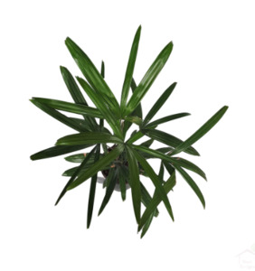 Rhapis excelsa | Lady Palm 5ltr (Medium)