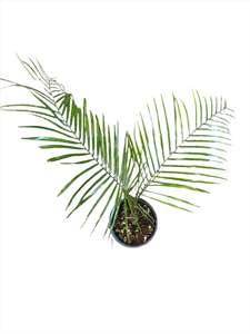 Indoor Greenhouse Palms: Syagrus weddellianum | Wedding Palm 1.5ltr