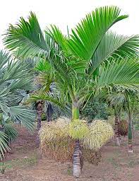 Hyophorbe indica | Champagne Palm (Seedling)