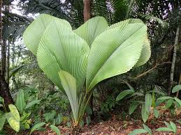 Indoor Greenhouse Palms: Johannesteijsmannia altifrons | Joey Palm 2.5ltr