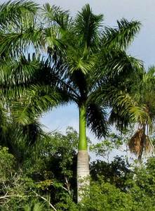 Indoor Greenhouse Palms: Roystonea regia | Cuban Royal Palm 2ltr