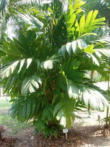 Indoor Greenhouse Palms: Pinanga kuhlii | Ivory Cane Palm 2ltr