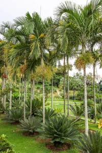 Indoor Greenhouse Palms: Carpentaria acuminata | Carpentaria Palm 2ltr