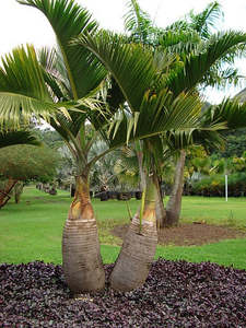 Indoor Greenhouse Palms: Hyophorbe lagenicaulis | Bottle Palm 2ltr
