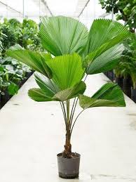 Licuala grandis | Vanuatu Ruffled Fan Palm 2.5ltr