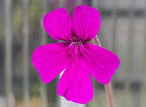 Pinguicula 'Cherry Pink' x laueana - Mexican Butterwort