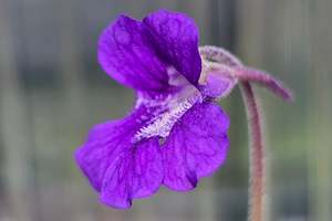 Pinguicula: Pinguicula grandiflora (Pirineos, Andora) - Cold Temperate Large-Flowered Butterwort