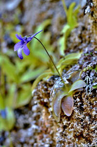 Pinguicula longifolia ssp. caussensis (Massif Centra, France) - Cold Temperate L&hellip;