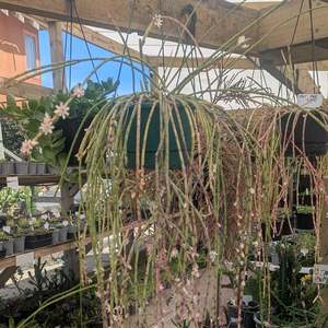 Rhipsalis Baccifera | Spaghetti Cactus