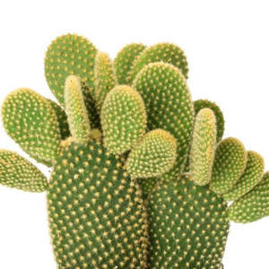 Opuntia: Opuntia Microdasys Yellow | Bunny Ears Cactus