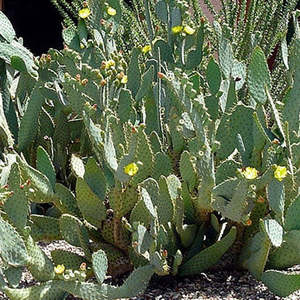 Opuntia: Opuntia Linguiformis | Cow's Tongue Prickly Pear