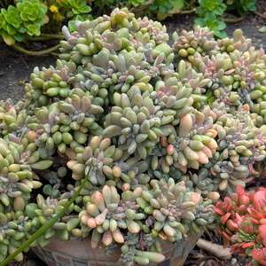 Pachyphytum: Pachyveria Clavifolia Christata