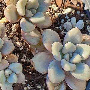 Pachyphytum Oviferum | Moonstones