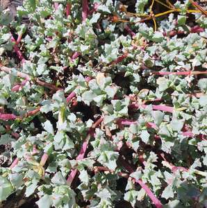 Lampranthus Blandus | Pink Vygie
