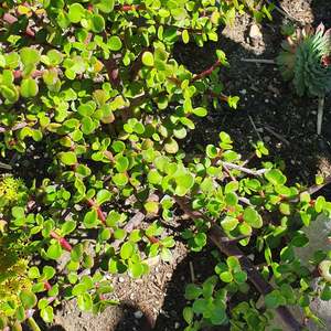 Portulacaria: Portulacaria Afra | Elephant Bush