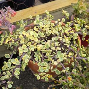 Portulacaria Afra Variegata | Rainbow Bush
