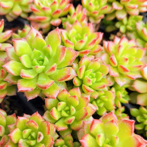 Sedeveria: Sedeveria Letizia