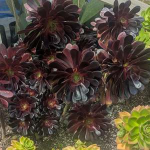 Succular: Aeonium Arboreum Zwartkop | Black Rose Aeonium