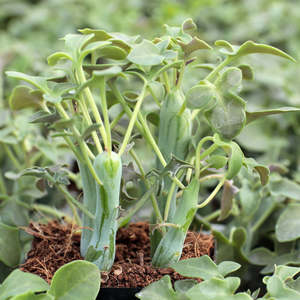 Senecio Articulatus | Candle Plant