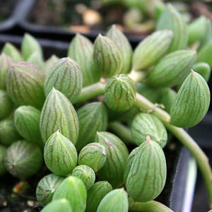 Senecio 1: Senecio Herreanus | String of Watermelons