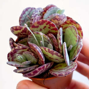 Kalanchoe 1: Kalanchoe Marmorata | Leopard Penwiper Plant