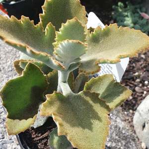 Succular: Kalanchoe Beharensis | Felt Bush