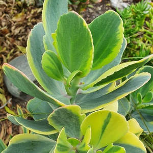 Kalanchoe 1: Kalanchoe Fedtschenkoi Variegata | Variegated Lavender Scallops