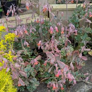 Kalanchoe 1: Kalanchoe Fedtschenkoi | Lavender Scallops