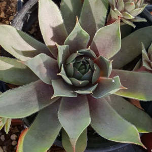 Sempervivum 1: Sempervivum Utopian Rock Pine