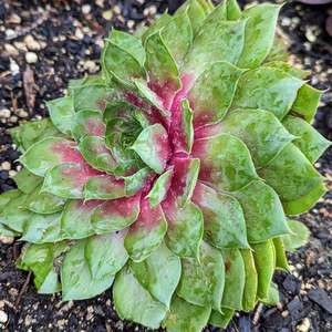 Sempervivum Amber