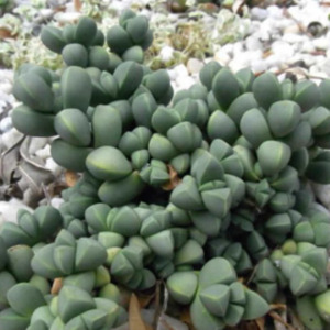 Other Succulents: Corpuscularia Lehmannii | Ice Plant