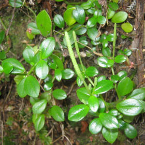 Peperomia Urvilleana