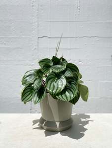 Peperomia: Watermelon Peperomia