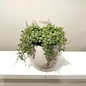 Peperomia 'String of Turtles' 12cm